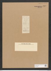 Diatomeae indet. Zeichnungen Sammlung Grunow Nr. 3899 (NHMW-BOT-W0371623)